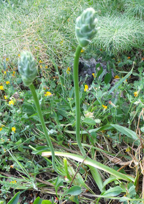 Ornithogalum sp.